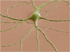 Cultured Neuron 1