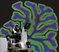 3D image of halved human brain