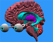 3D image of halved human brain